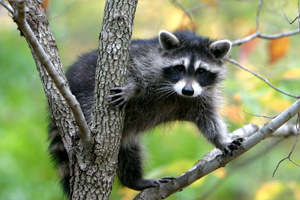 Raccoon Removal Raccoon Control